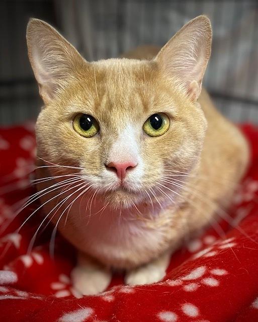 Enlarge Buttersworth, a Adoptable mixed breed in Duxbury, MA image 3/3