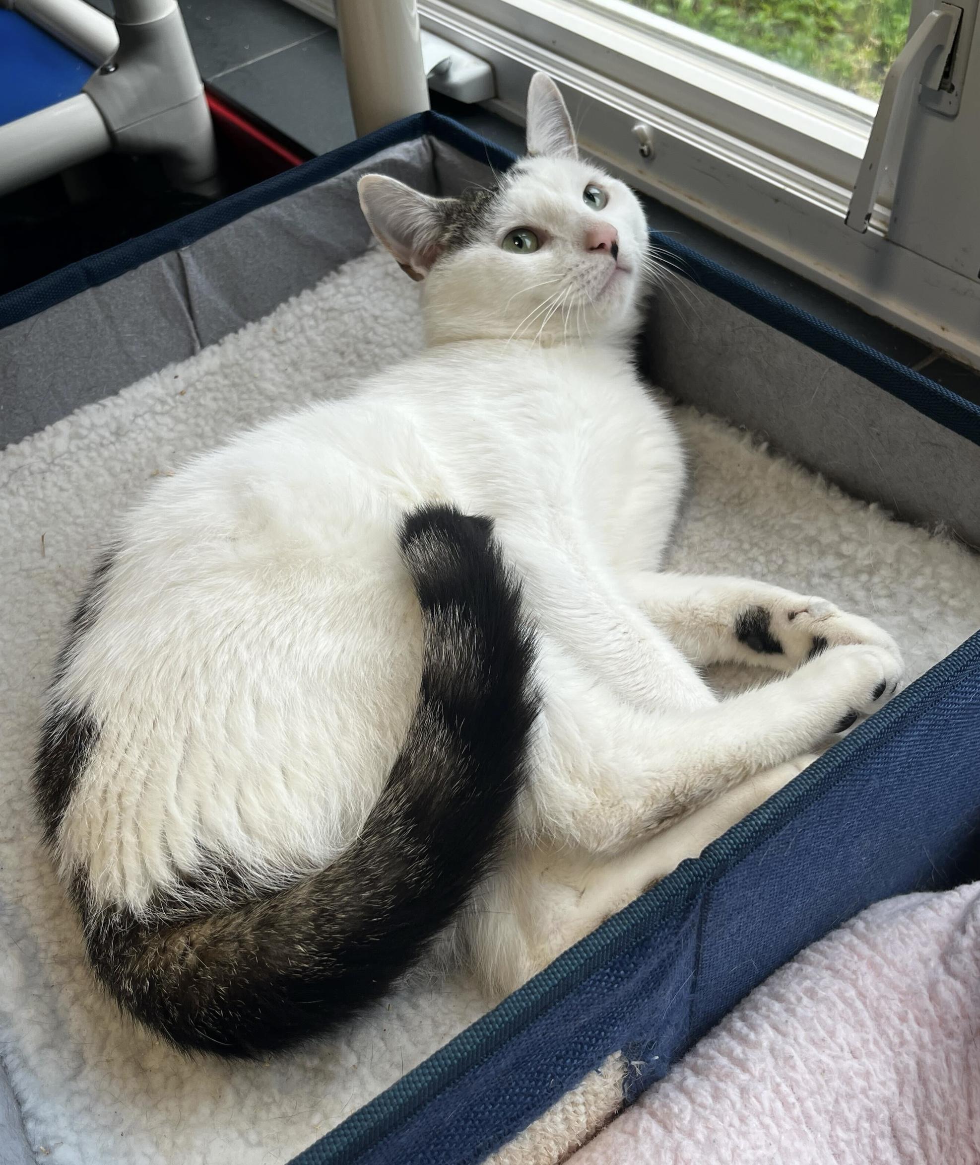 Rolo, an adopted American Shorthair in North Haven, CT image 4/5