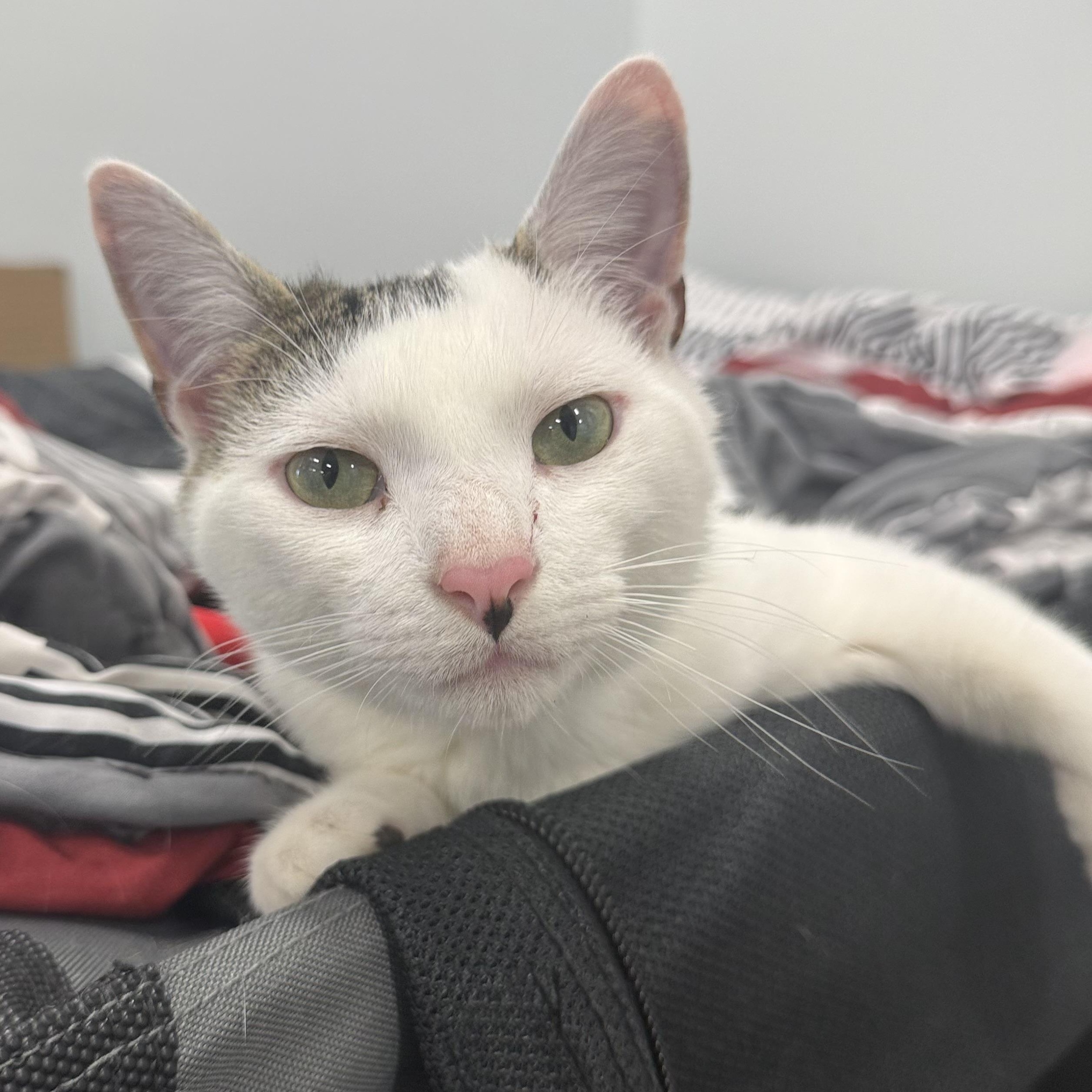 Rolo, an adopted American Shorthair in North Haven, CT image 1/5