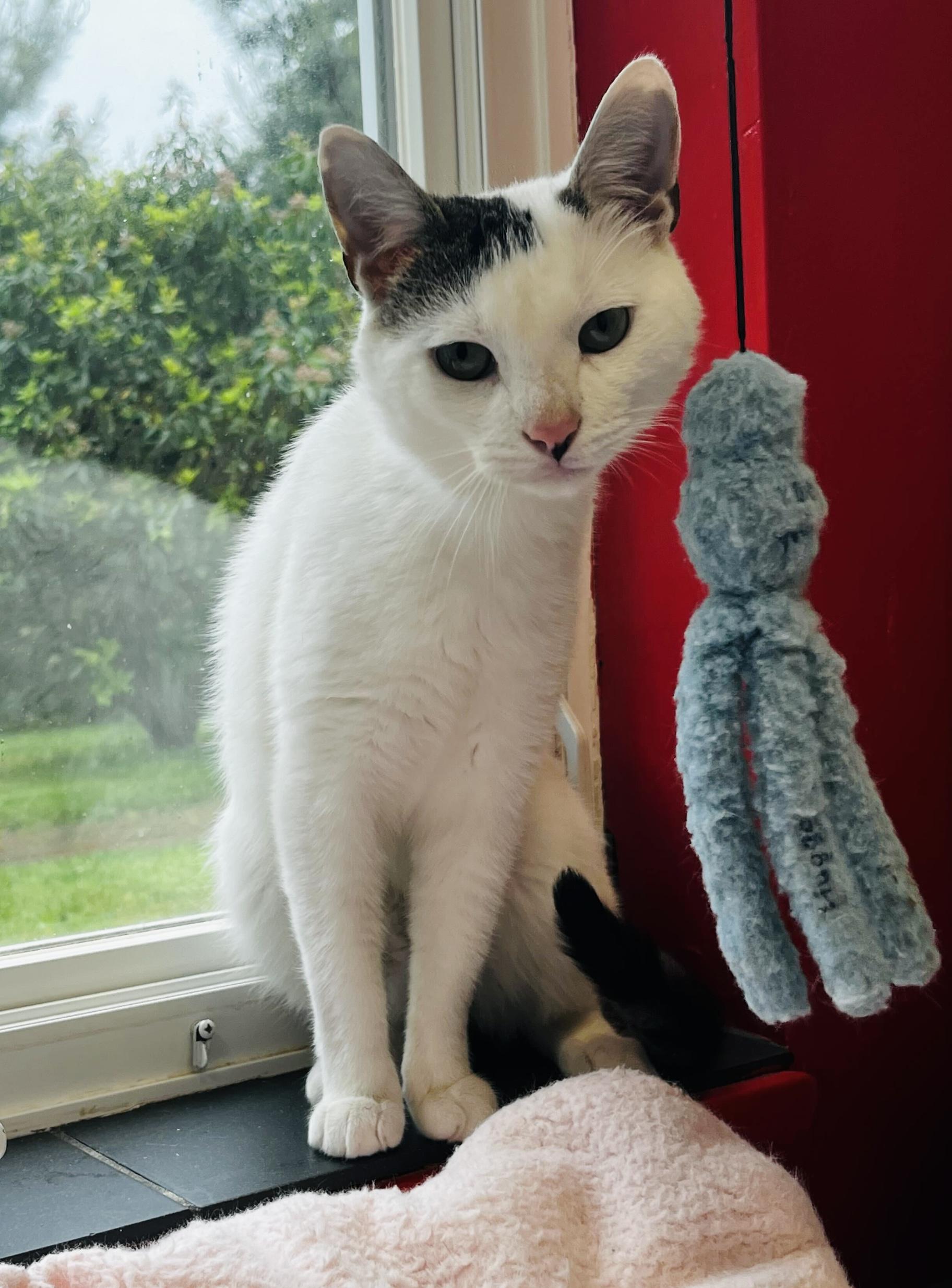 Rolo, an adopted American Shorthair in North Haven, CT image 3/5