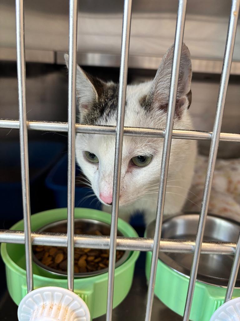 Rolo, an adopted American Shorthair in North Haven, CT image 5/5