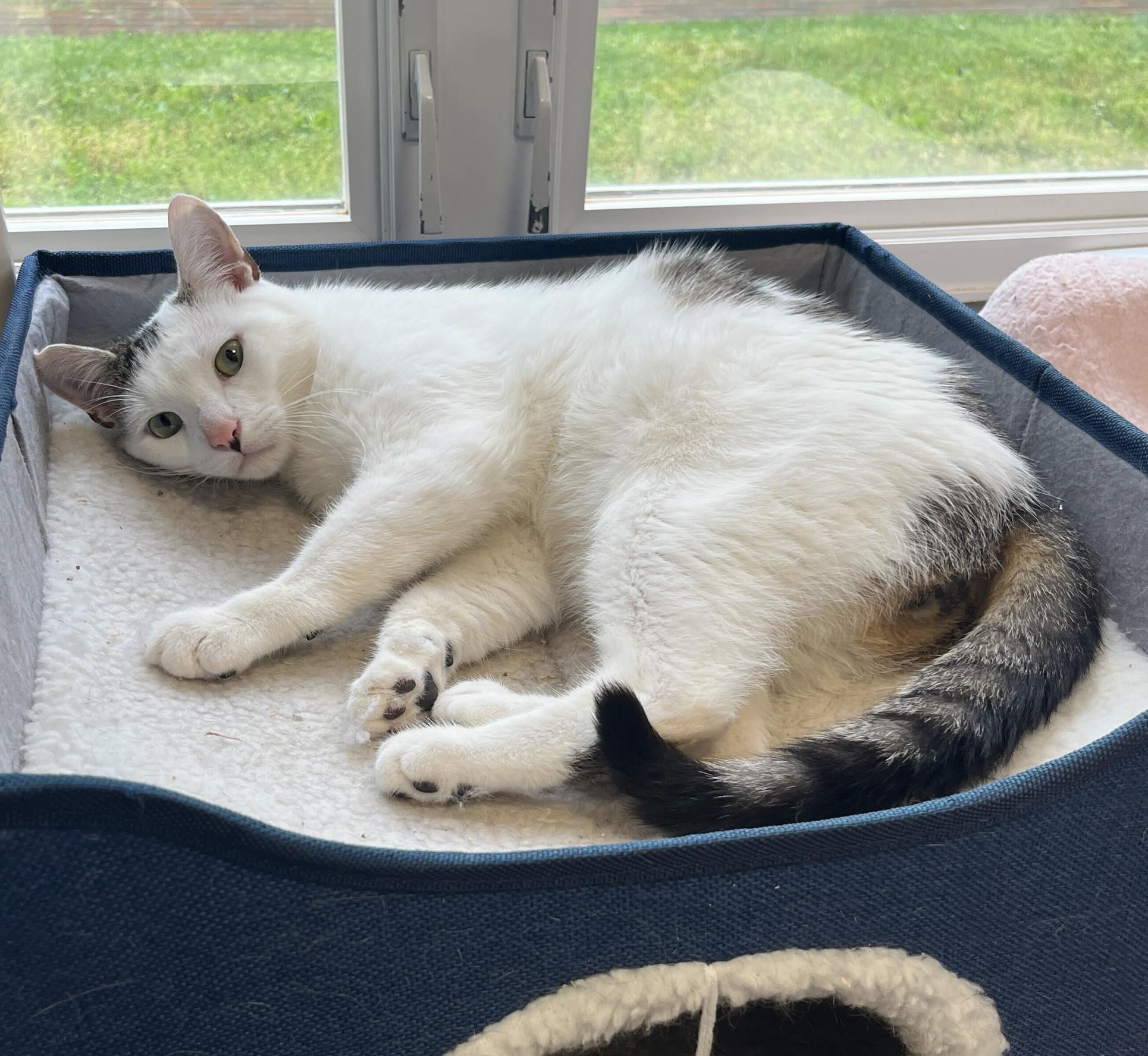 Rolo, an adopted American Shorthair in North Haven, CT image 2/5