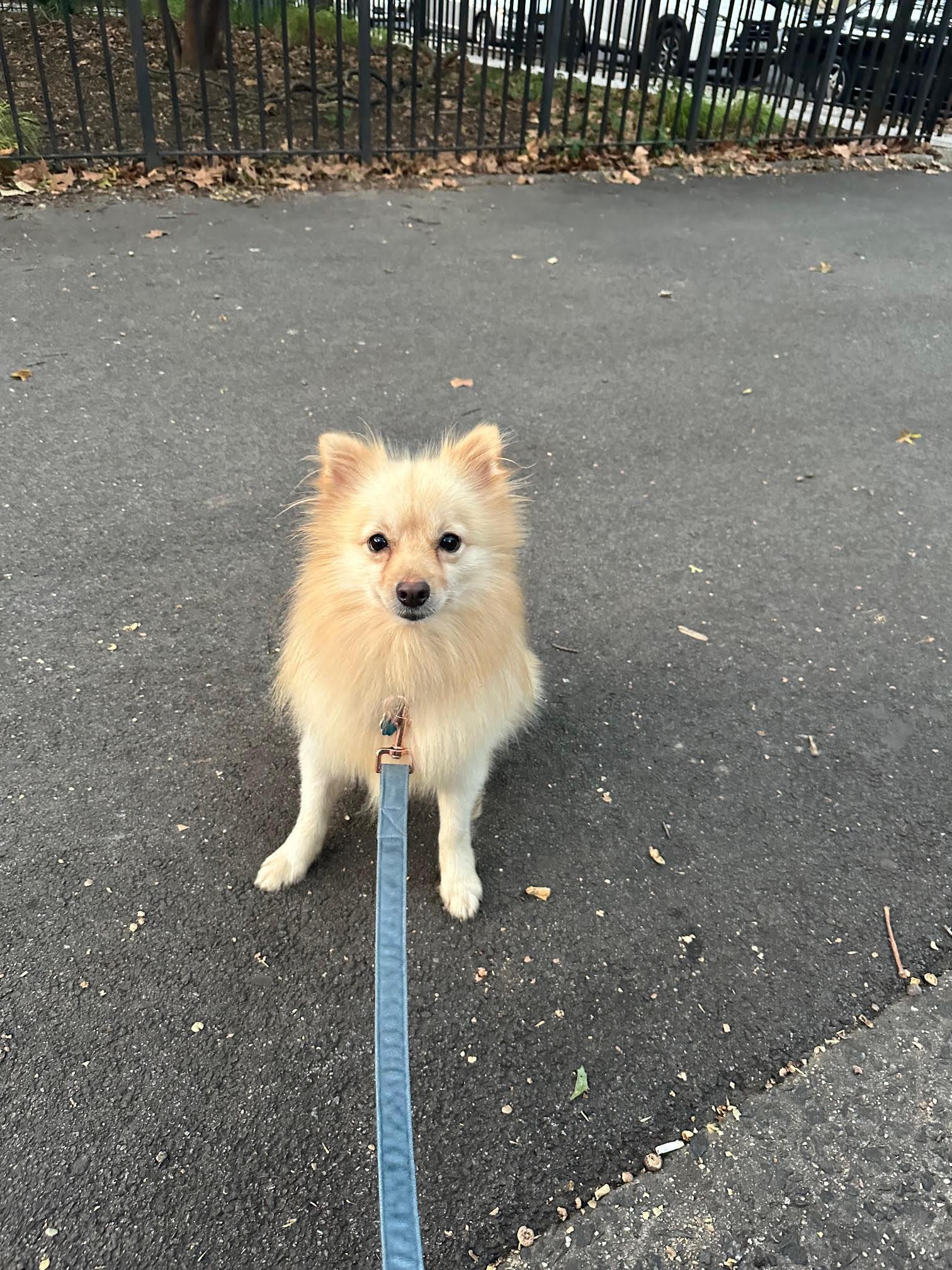Puppy