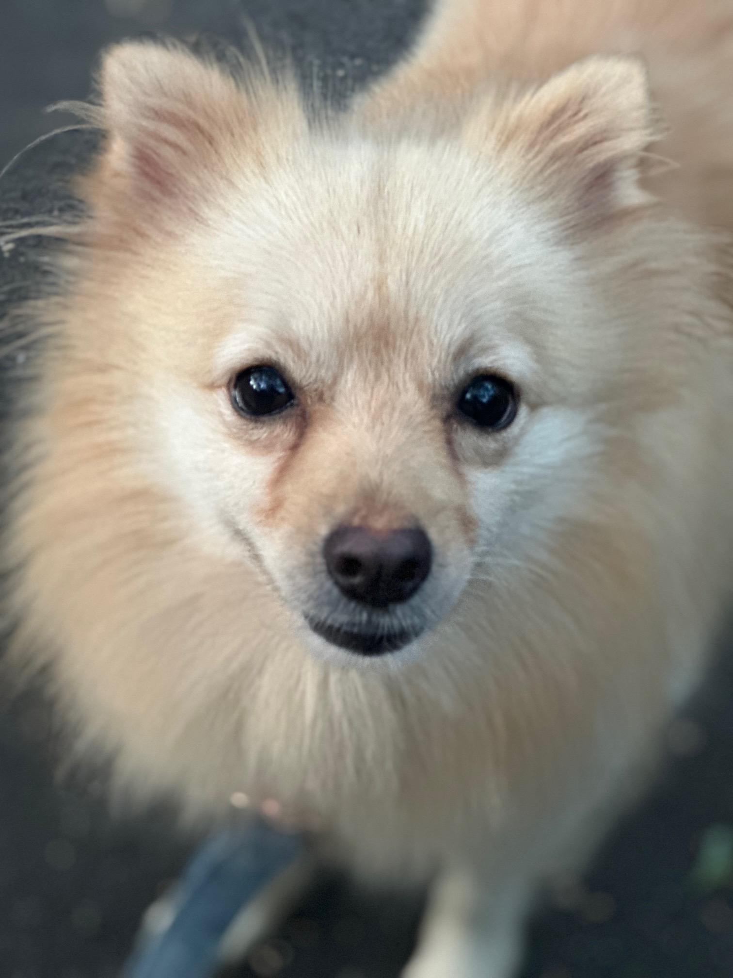 Puppy