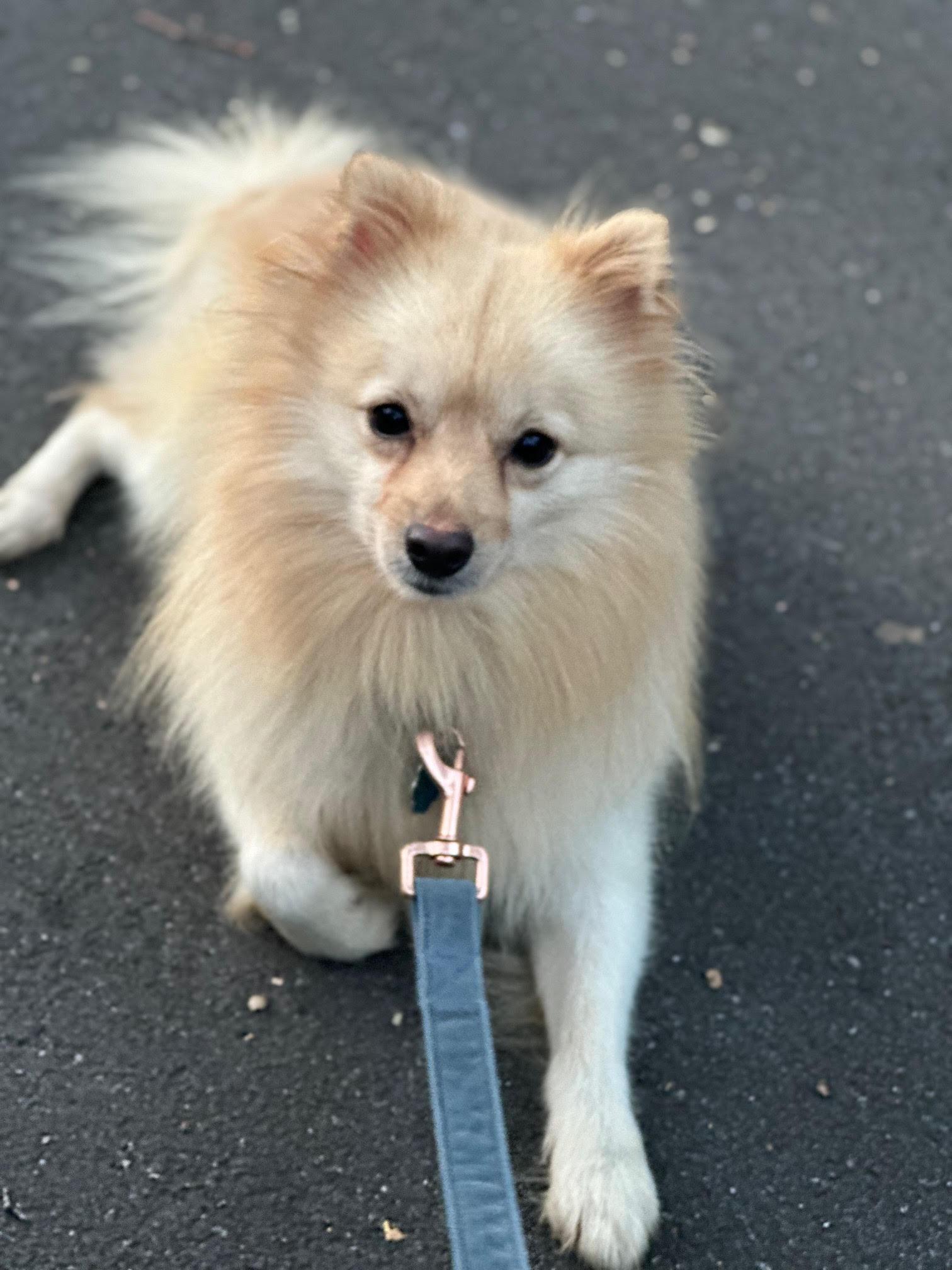 Puppy