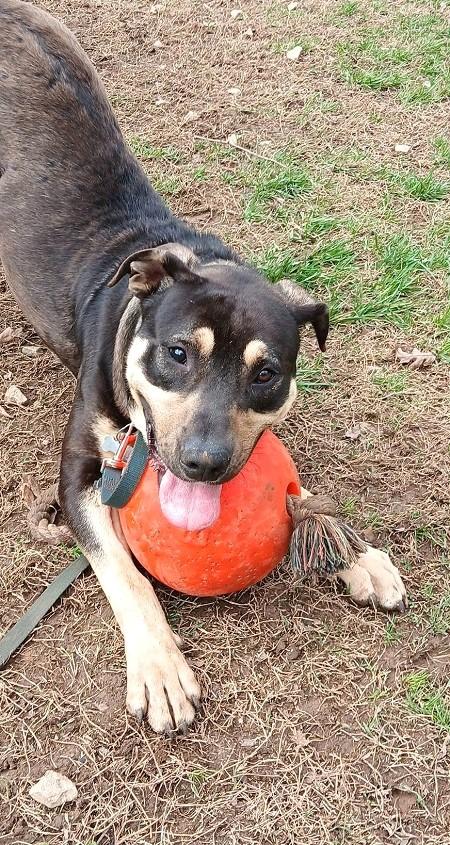 FREDDIE, ADOPTABLE, Young Male Mixed Breed.