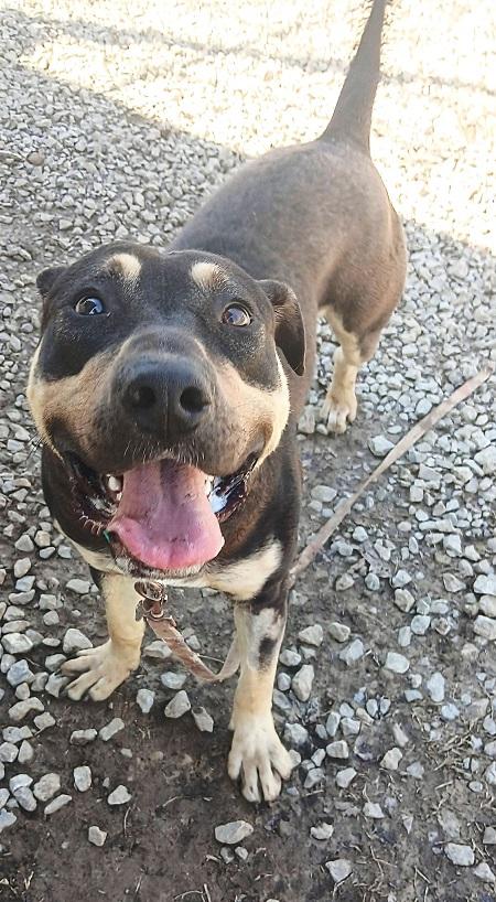 Enlarge FREDDIE, a ADOPTABLE Mixed Breed in Pegram, TN image 2/2