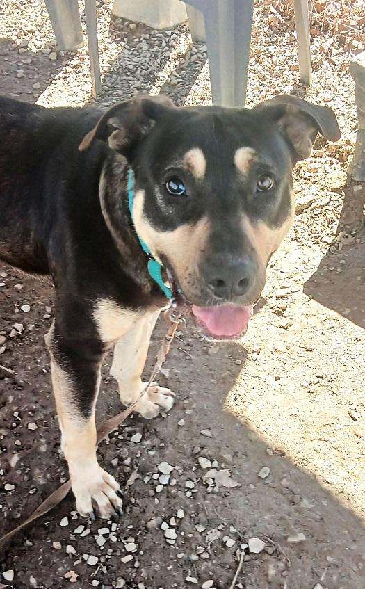 Enlarge FREDDIE, a ADOPTABLE Mixed Breed in Pegram, TN image 1/2