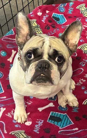 Enlarge Piper, a Adoptable French Bulldog in Smithville, MO image 2/2