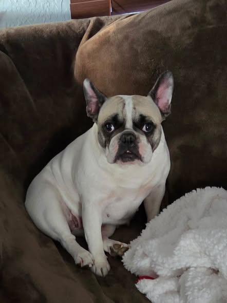 Piper, Adoptable, Adult Female French Bulldog.