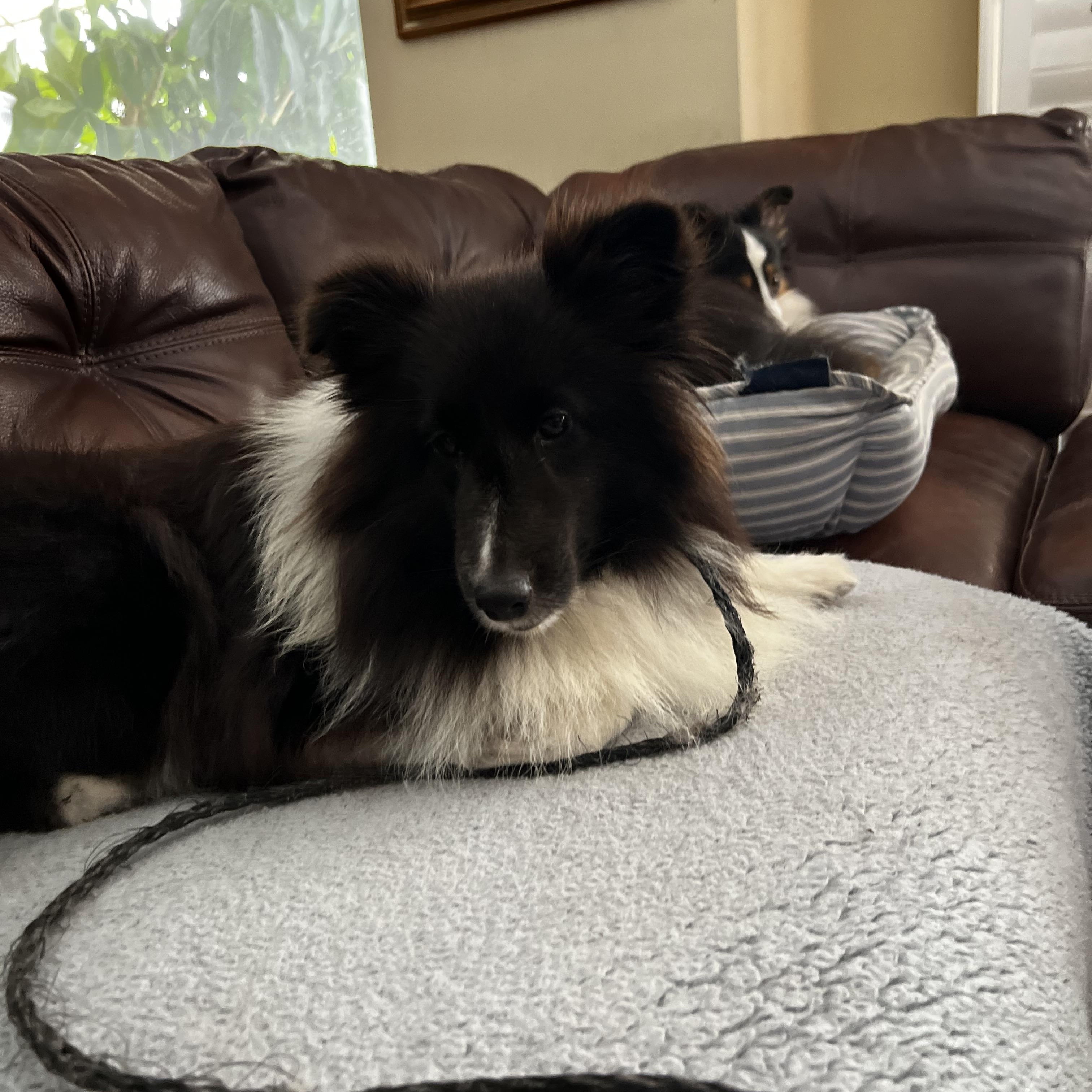 Annie and Jasper, an adopted Shetland Sheepdog / Sheltie in Palm Bay, FL image 3/4