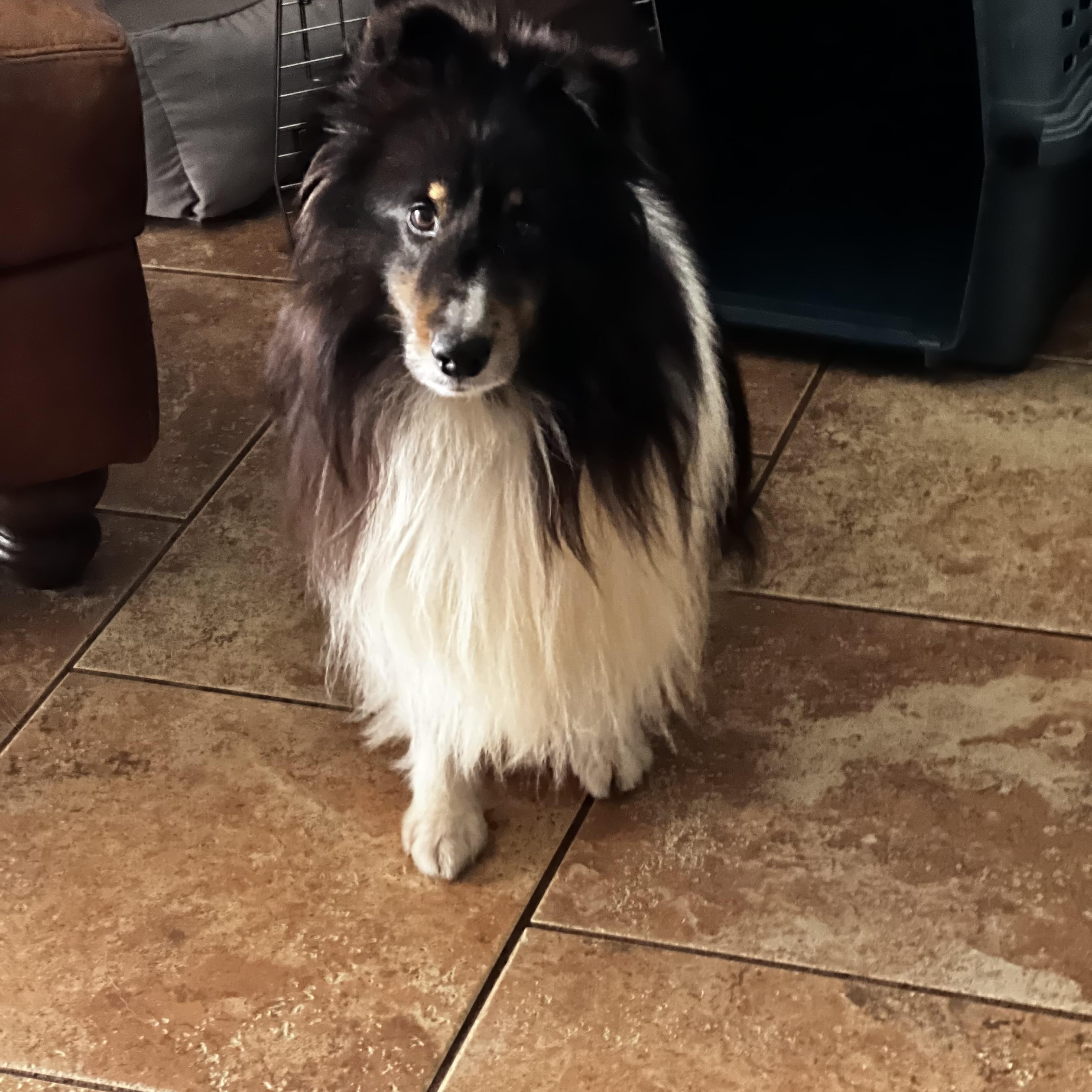 Annie and Jasper, an adopted Shetland Sheepdog / Sheltie in Palm Bay, FL image 4/4