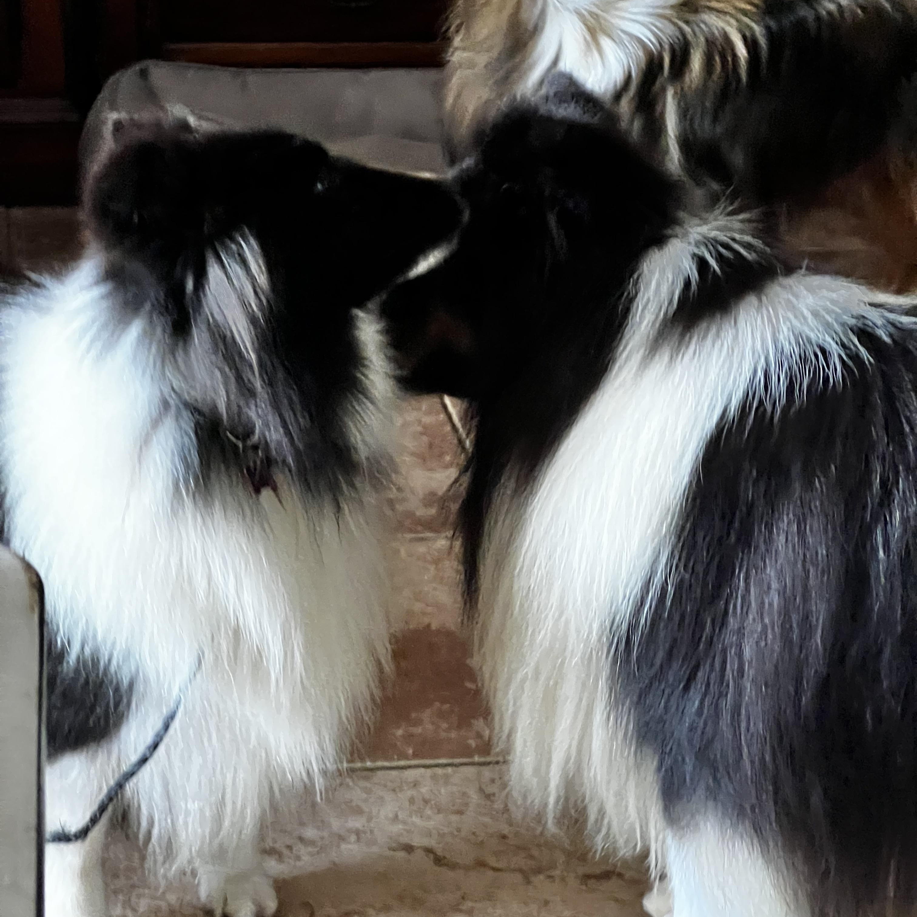 Annie and Jasper, an adopted Shetland Sheepdog / Sheltie in Palm Bay, FL image 2/4