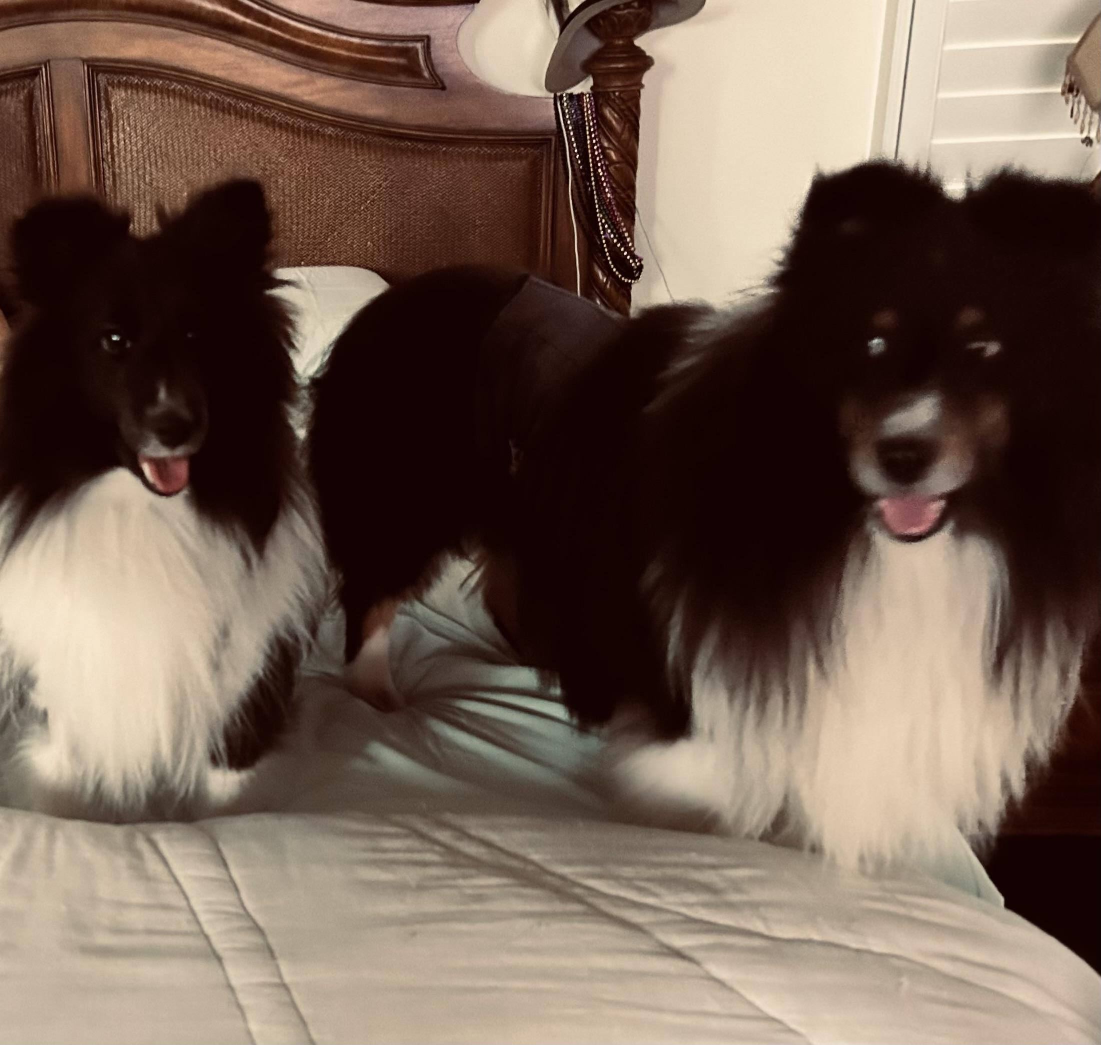 Annie and Jasper, adopted, Adult Female Shetland Sheepdog / Sheltie.