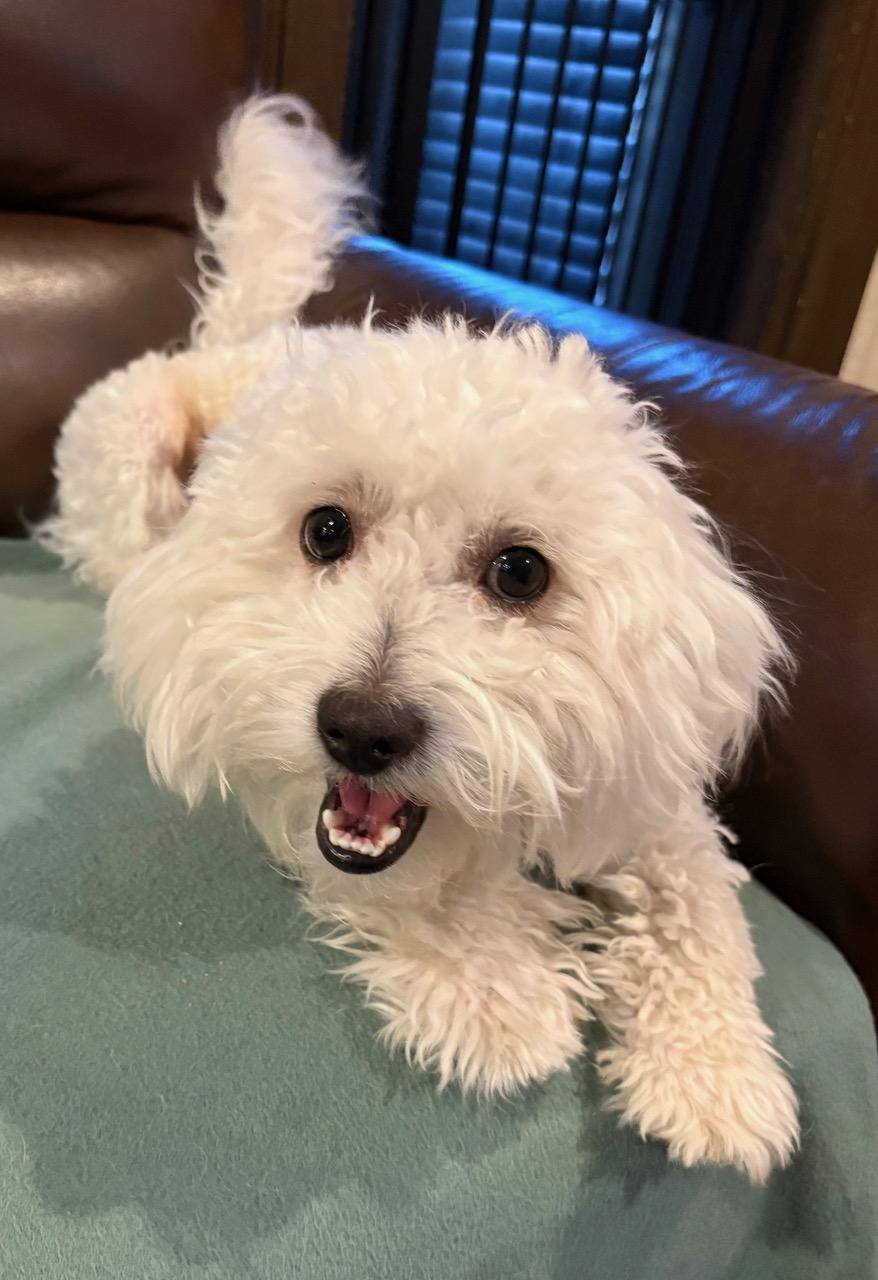 Enlarge Rascally, Radiant and Resilient Rowdy, an adopted mixed breed in Carlsbad, CA image 2/3