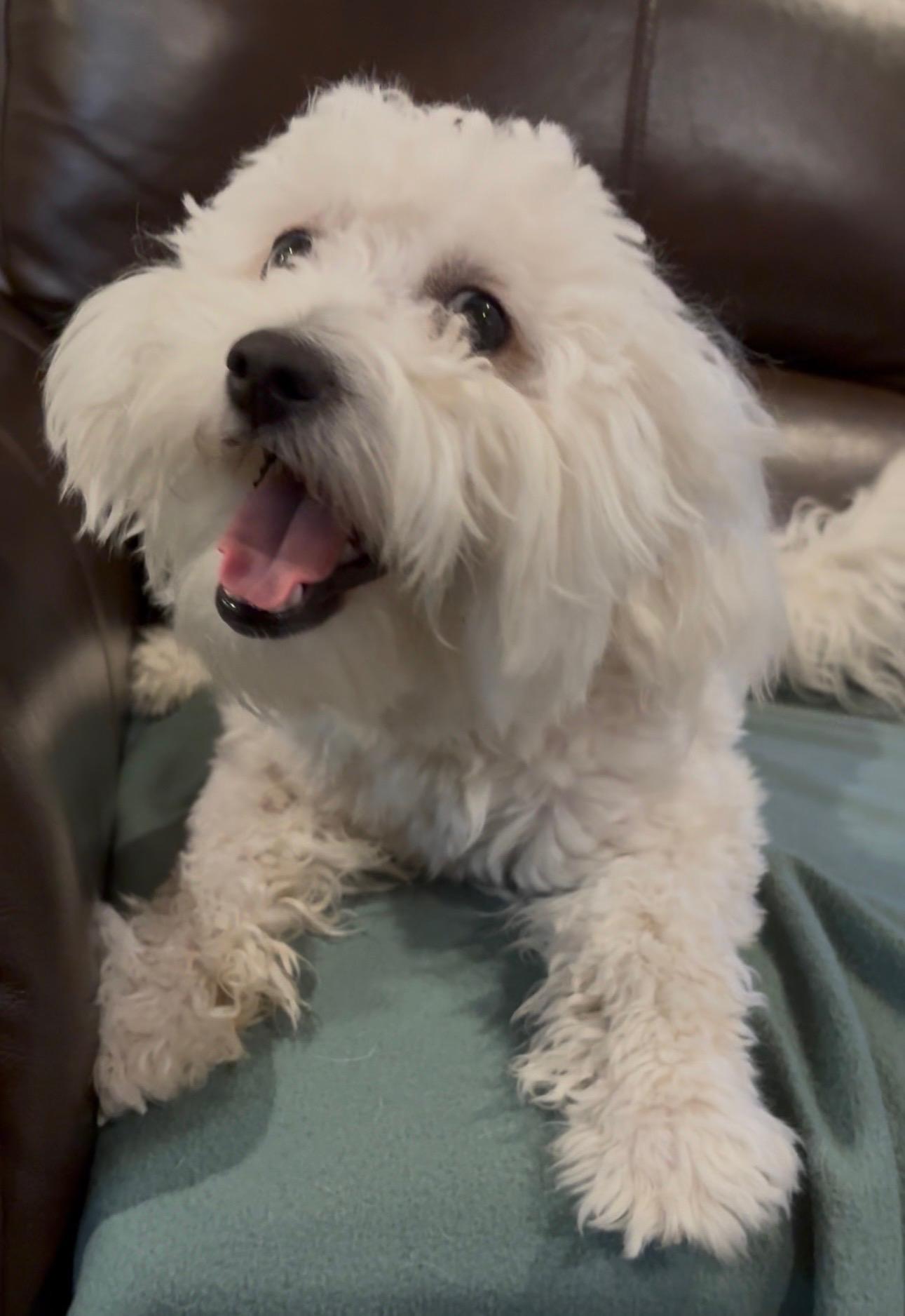 Enlarge Rascally, Radiant and Resilient Rowdy, an adopted mixed breed in Carlsbad, CA image 3/3