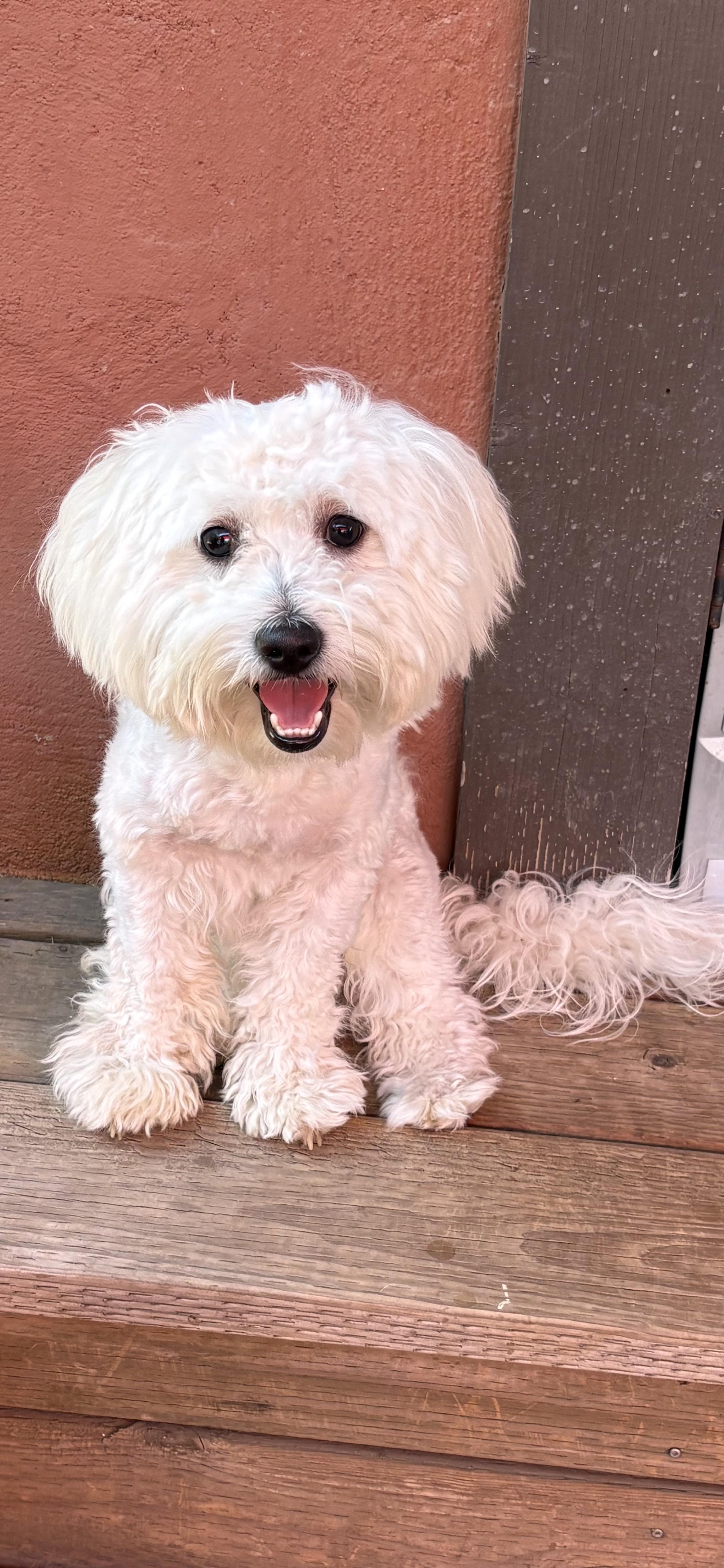 Enlarge Rascally, Radiant and Resilient Rowdy, an adopted mixed breed in Carlsbad, CA image 1/3