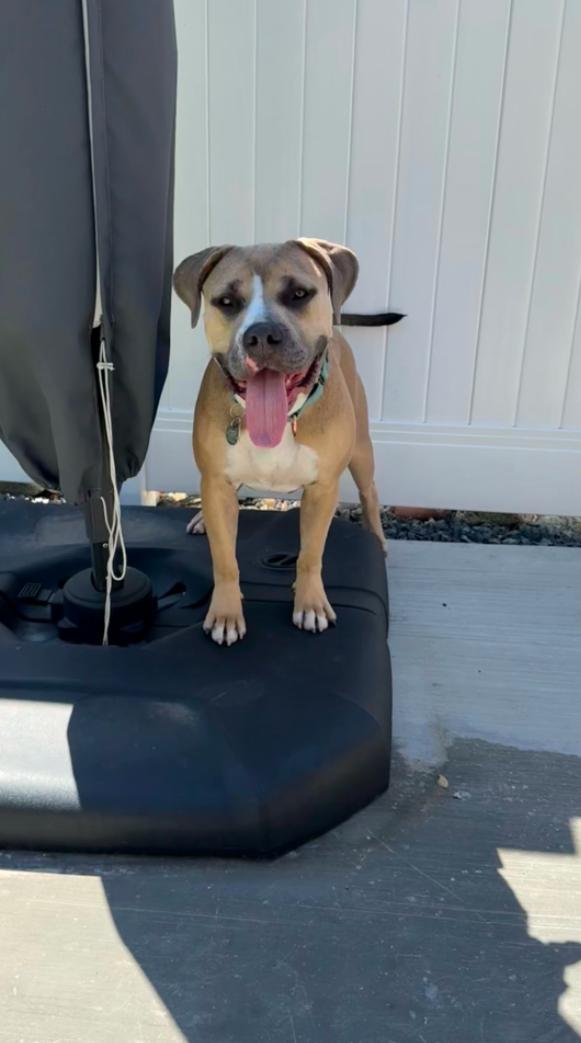 Enlarge Coco, a ADOPTABLE American Staffordshire Terrier in Los Angeles, CA image 4/4