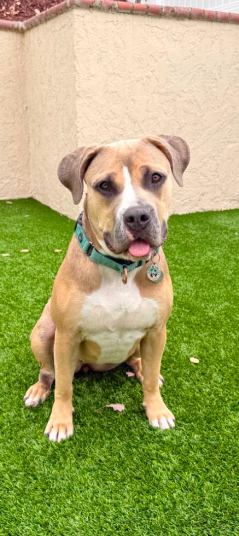 Coco, ADOPTABLE, Young Female American Staffordshire Terrier.