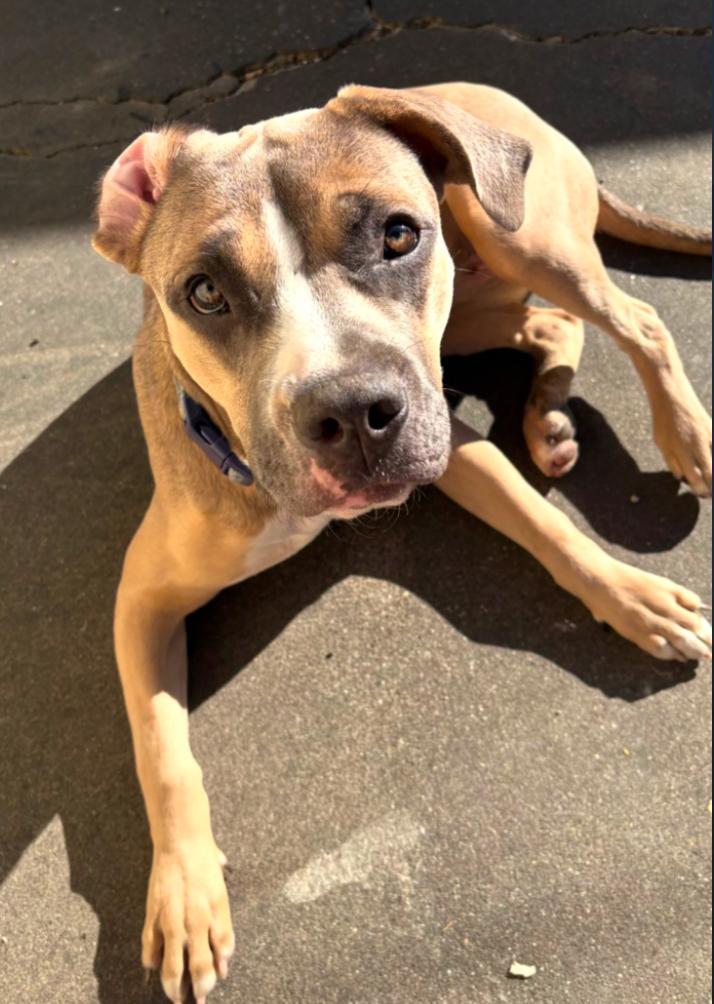 Enlarge Coco, a ADOPTABLE American Staffordshire Terrier in Los Angeles, CA image 2/4