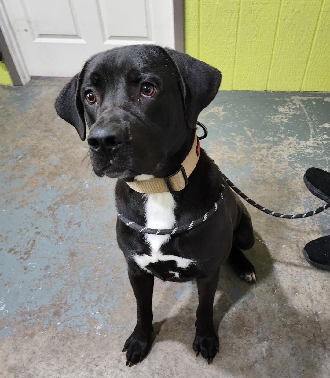 Brix, ADOPTABLE, Young Male Mixed Breed.