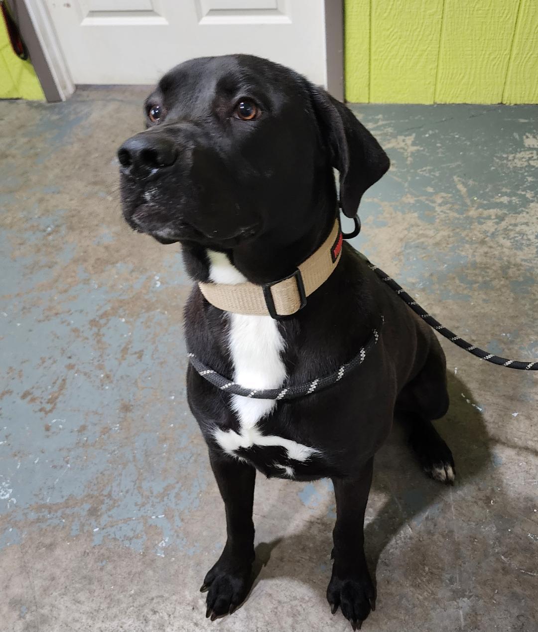 Brix, a ADOPTABLE Mixed Breed in Point Pleasant, WV image 2/2