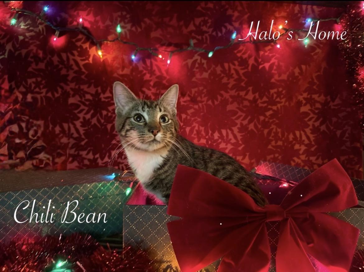 Chili Bean, ADOPTABLE, Young Male Domestic Short Hair.