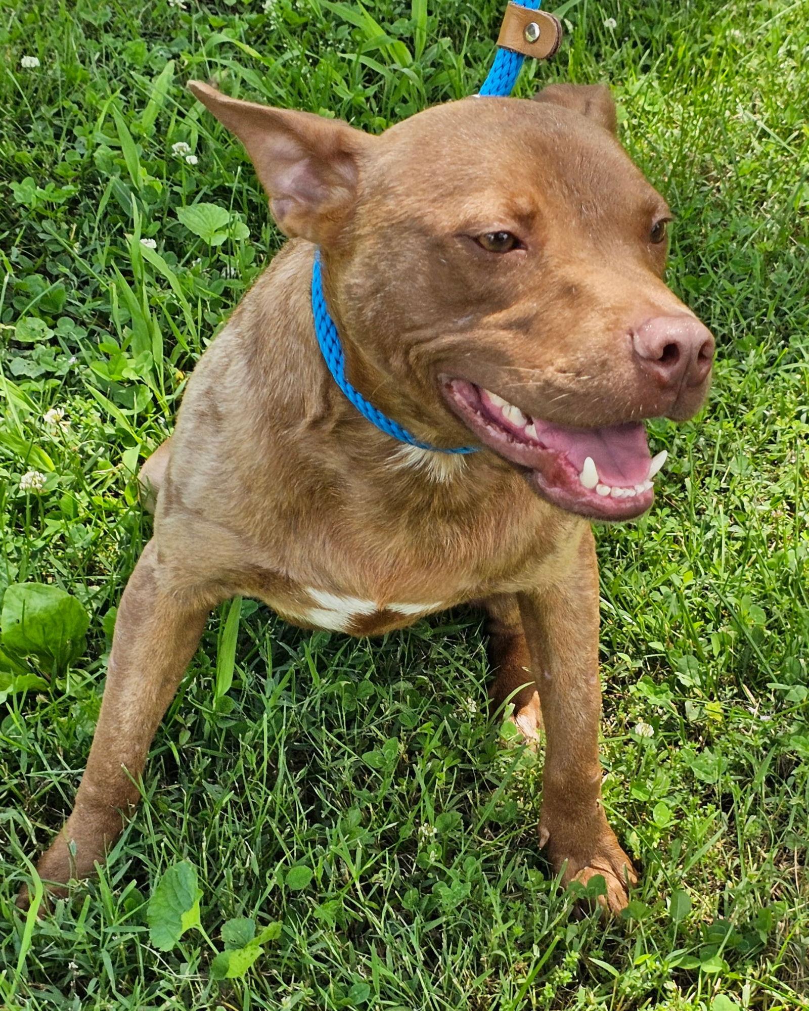 SUNNY, Adoptable, Young Male Terrier.