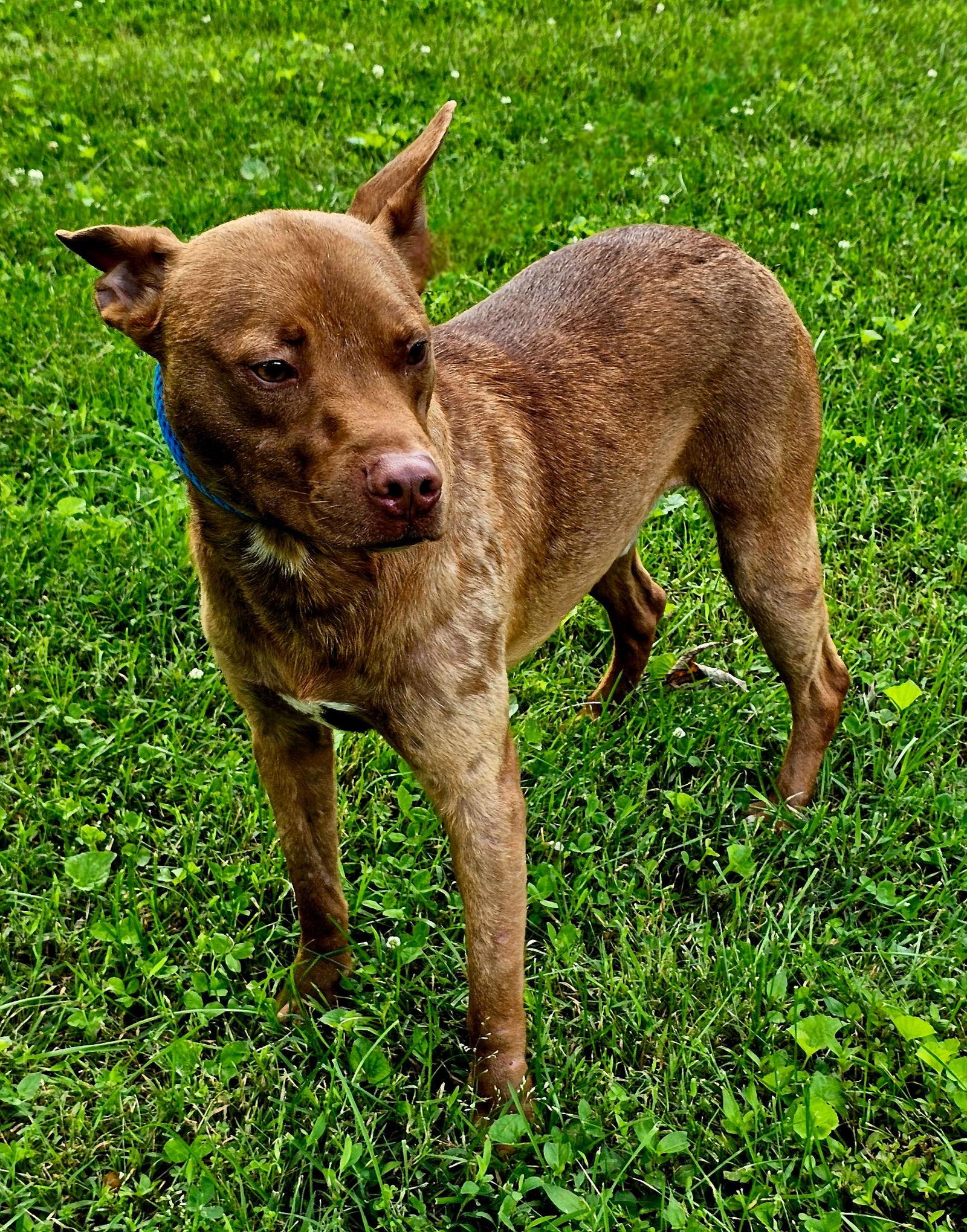 SUNNY, Adoptable, Young Male Terrier.