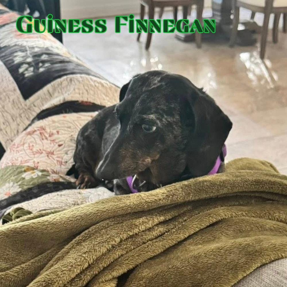 Guinness Finnegan, Adoptable, Senior Male Dachshund.