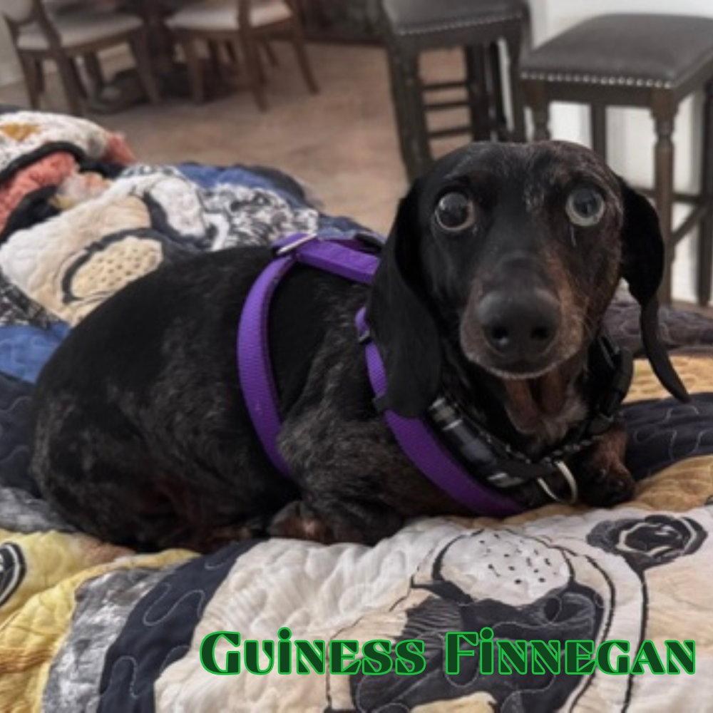 Enlarge Guinness Finnegan, a Adoptable Dachshund in San Antonio, TX image 2/3