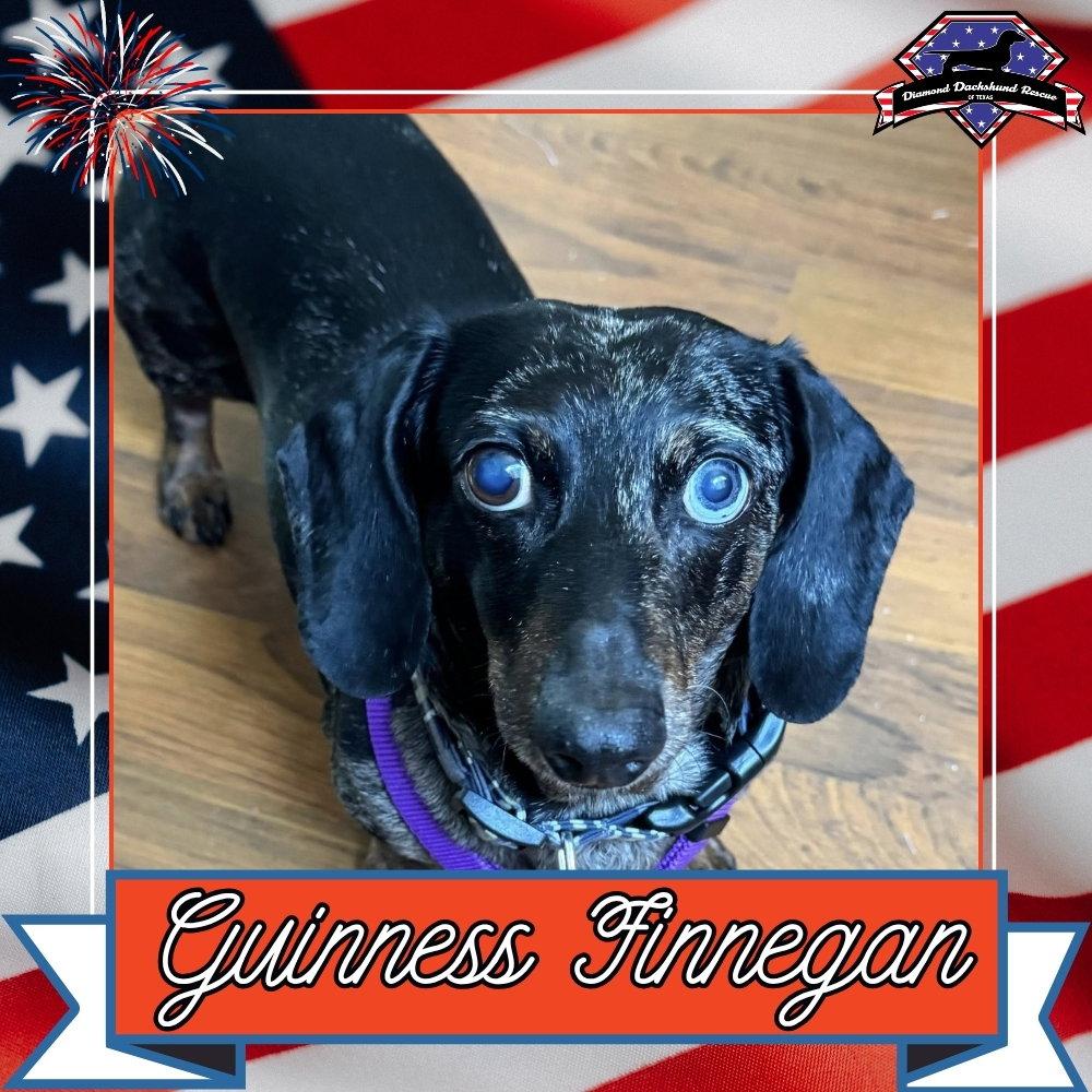 Enlarge Guinness Finnegan, a Adoptable Dachshund in San Antonio, TX image 3/3