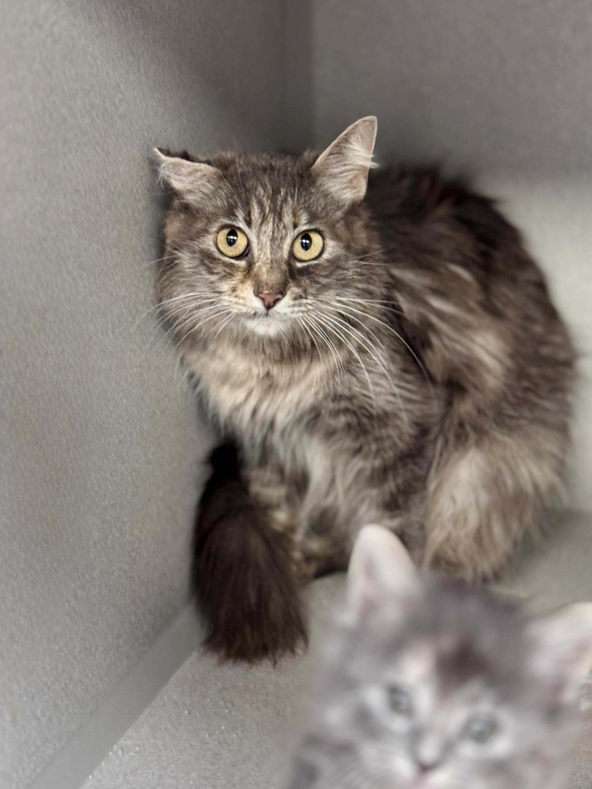 Gigi, ADOPTABLE, Adult Female Domestic Medium Hair.