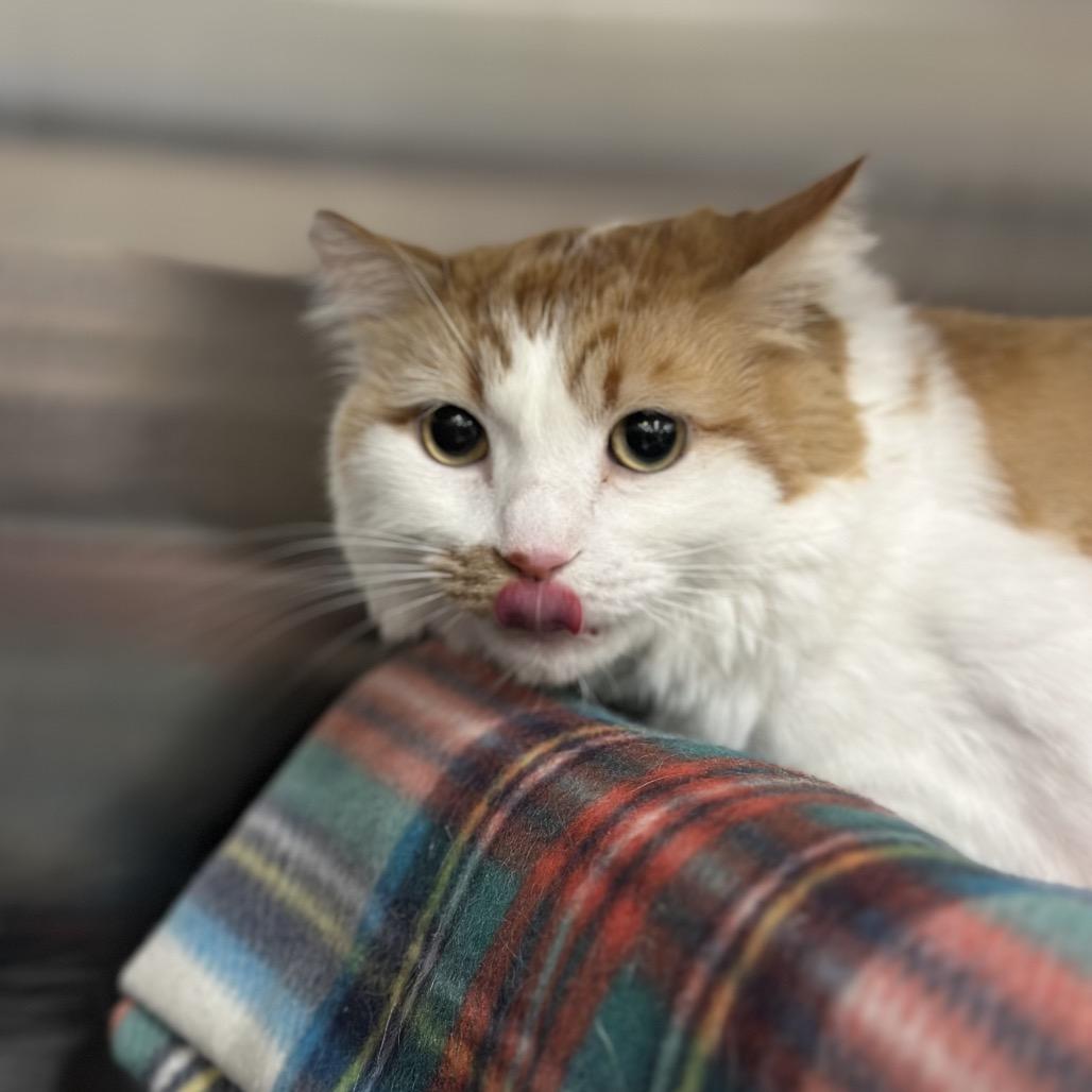 Enlarge Buttercup/Ginger Cat OS NV PDR, a Adoptable Domestic Long Hair in Las Vegas, NV image 1/5