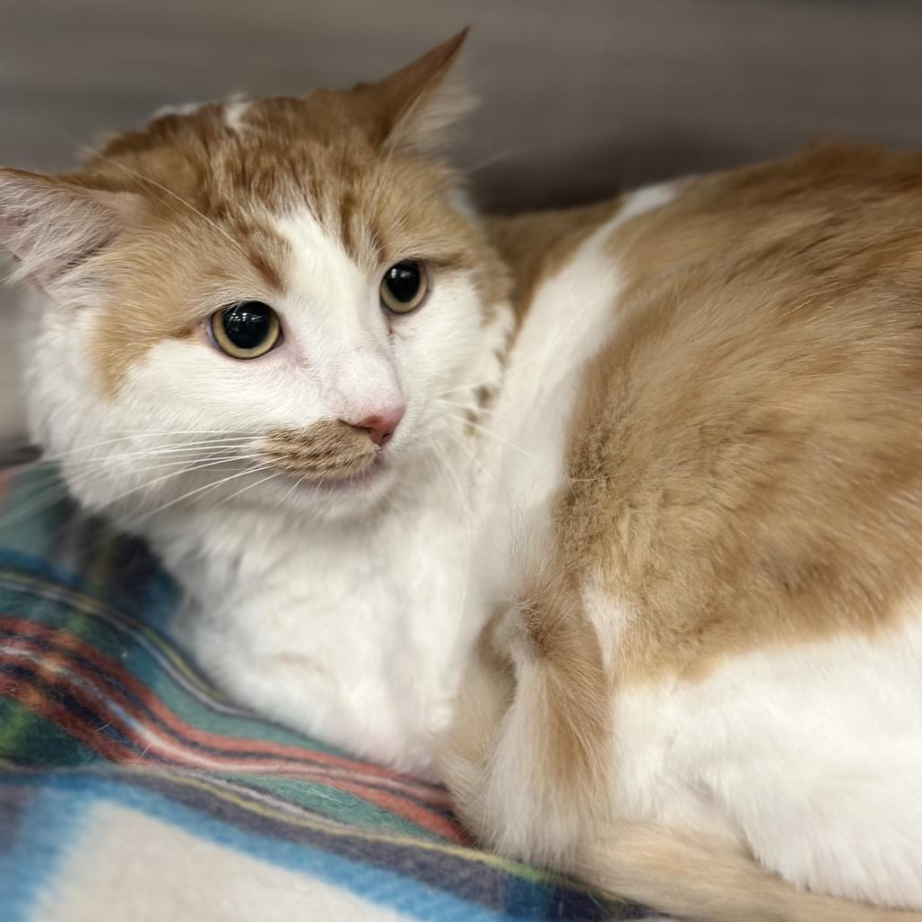 Enlarge Buttercup/Ginger Cat OS NV PDR, a Adoptable Domestic Long Hair in Las Vegas, NV image 2/5