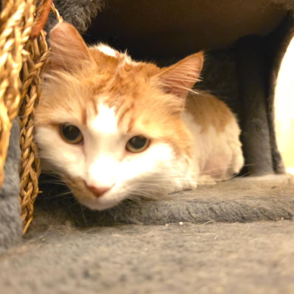 Enlarge Buttercup/Ginger Cat OS NV PDR, a Adoptable Domestic Long Hair in Las Vegas, NV image 3/5