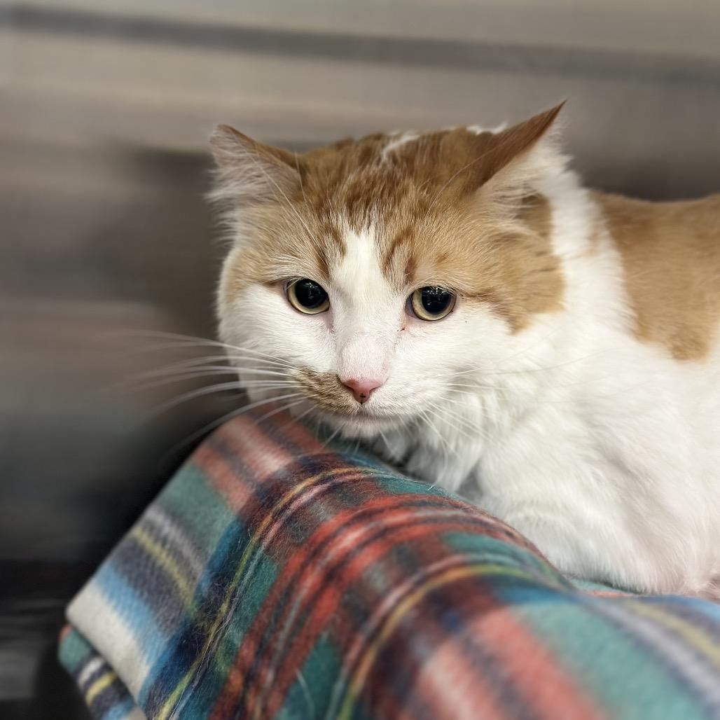 Enlarge Buttercup/Ginger Cat OS NV PDR, a Adoptable Domestic Long Hair in Las Vegas, NV image 5/5