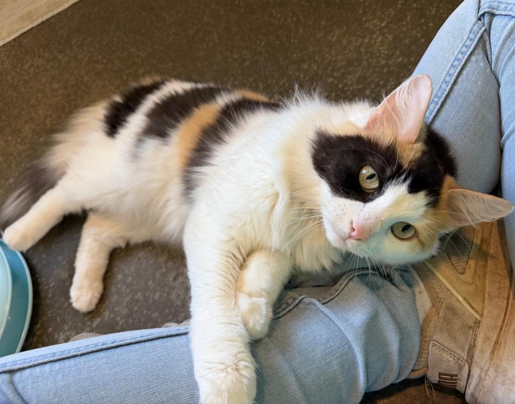 Sunday, Adoptable, Young Female Domestic Medium Hair.