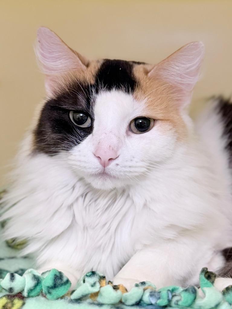 Sunday, a Adoptable mixed breed in Menomonie, WI image 2/4