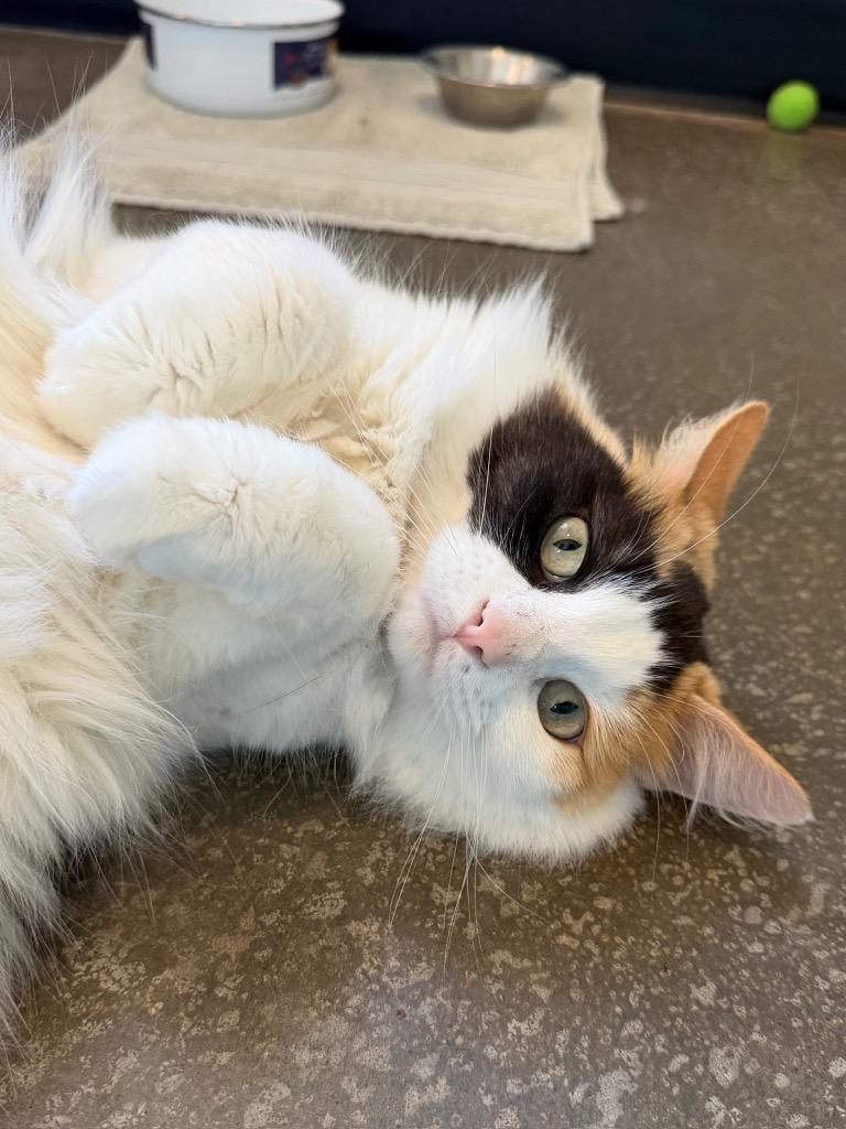 Sunday, a Adoptable mixed breed in Menomonie, WI image 3/4