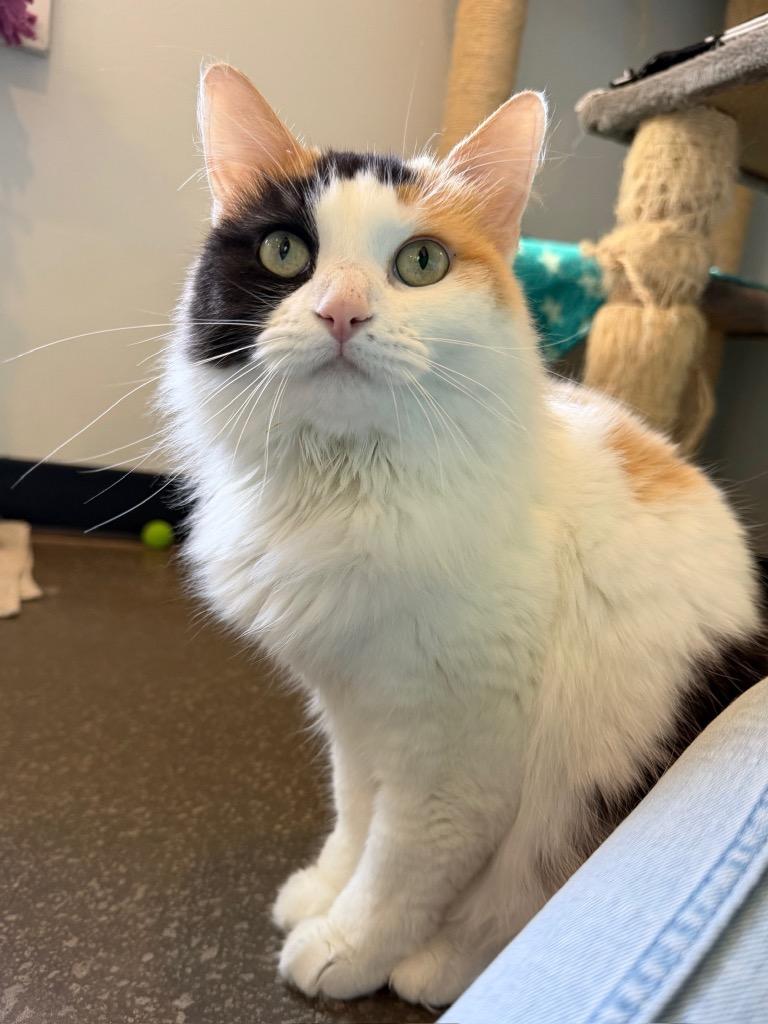 Sunday, a Adoptable mixed breed in Menomonie, WI image 4/4