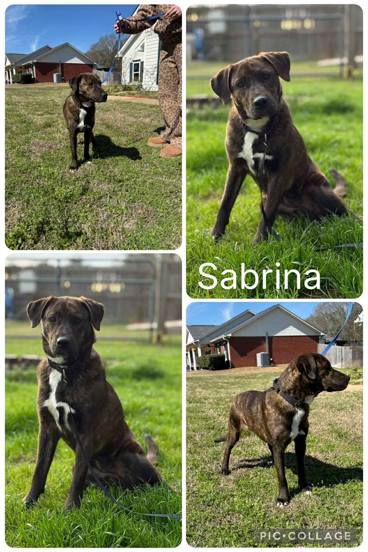 Enlarge Sabrina , an adopted mixed breed in Enterprise, AL image 1/1
