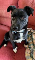 Enlarge Pinto, a ADOPTABLE mixed breed in Cumming, GA image 4/5