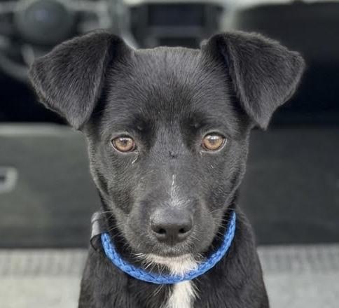Pinto, adopted, Puppy Male Terrier.