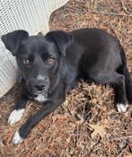 Enlarge Pinto, a ADOPTABLE mixed breed in Cumming, GA image 3/5