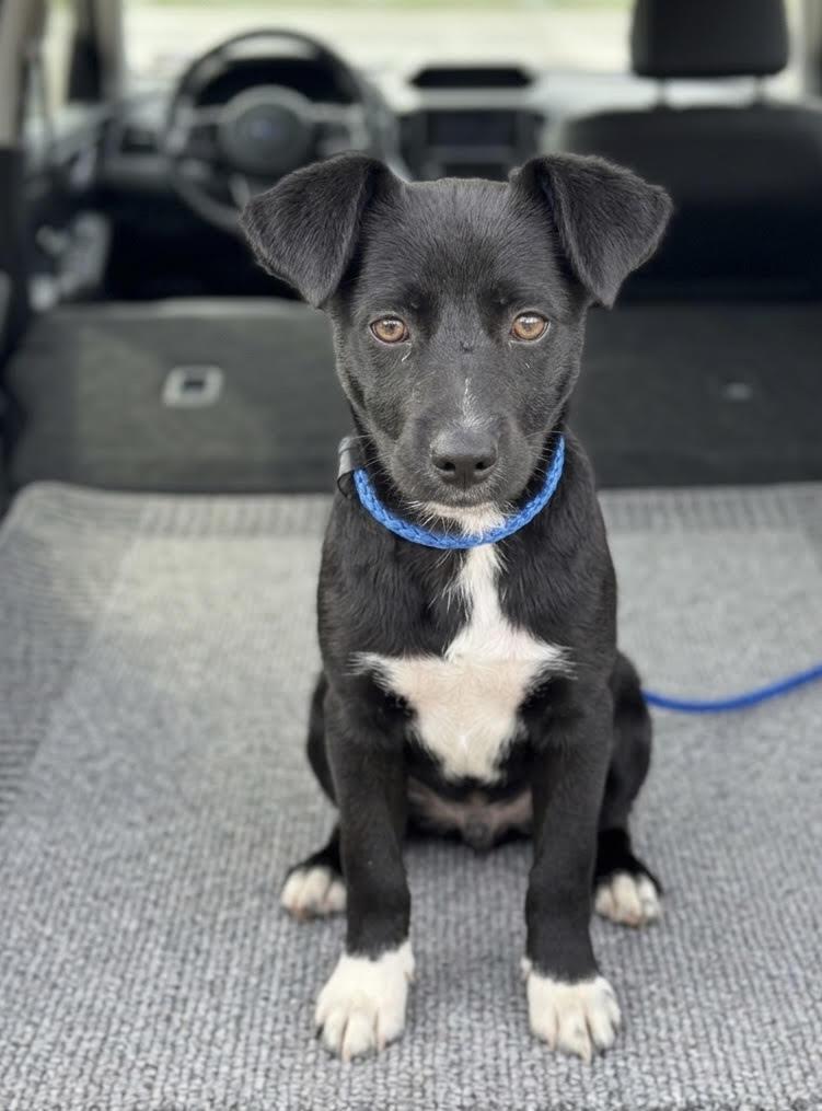 Enlarge Pinto, a ADOPTABLE mixed breed in Cumming, GA image 2/5