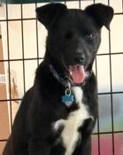 Enlarge Pinto, a ADOPTABLE mixed breed in Cumming, GA image 5/5