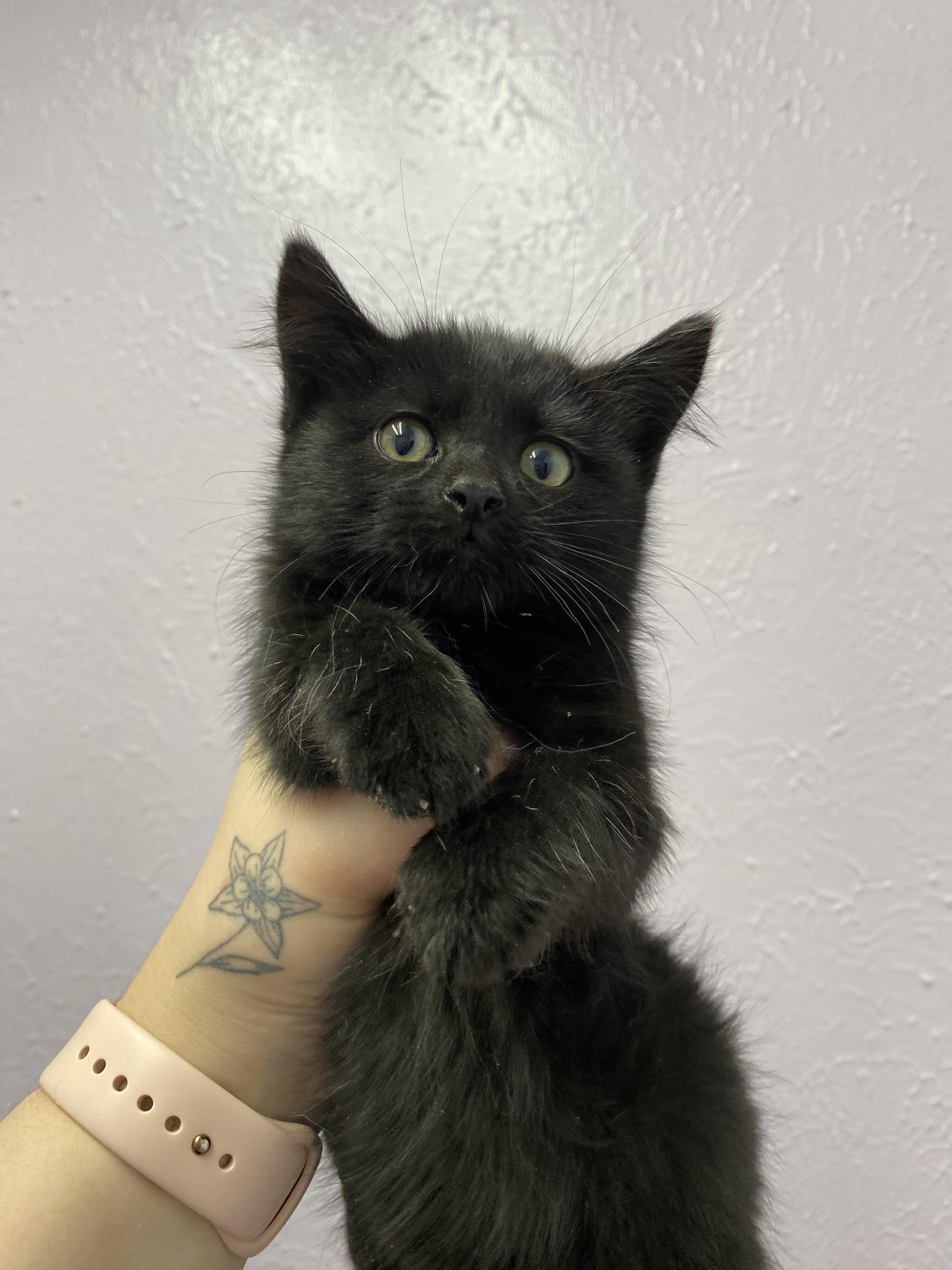 Enlarge Pinot, a Adopted mixed breed in Lakewood, CO image 1/1