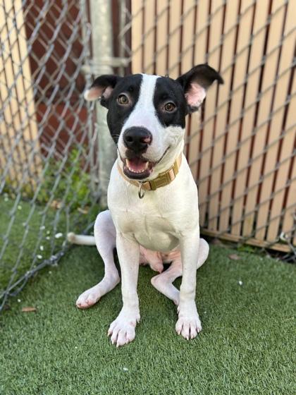 Enlarge Baguette, a Adoptable mixed breed in Gainesville, FL image 1/1