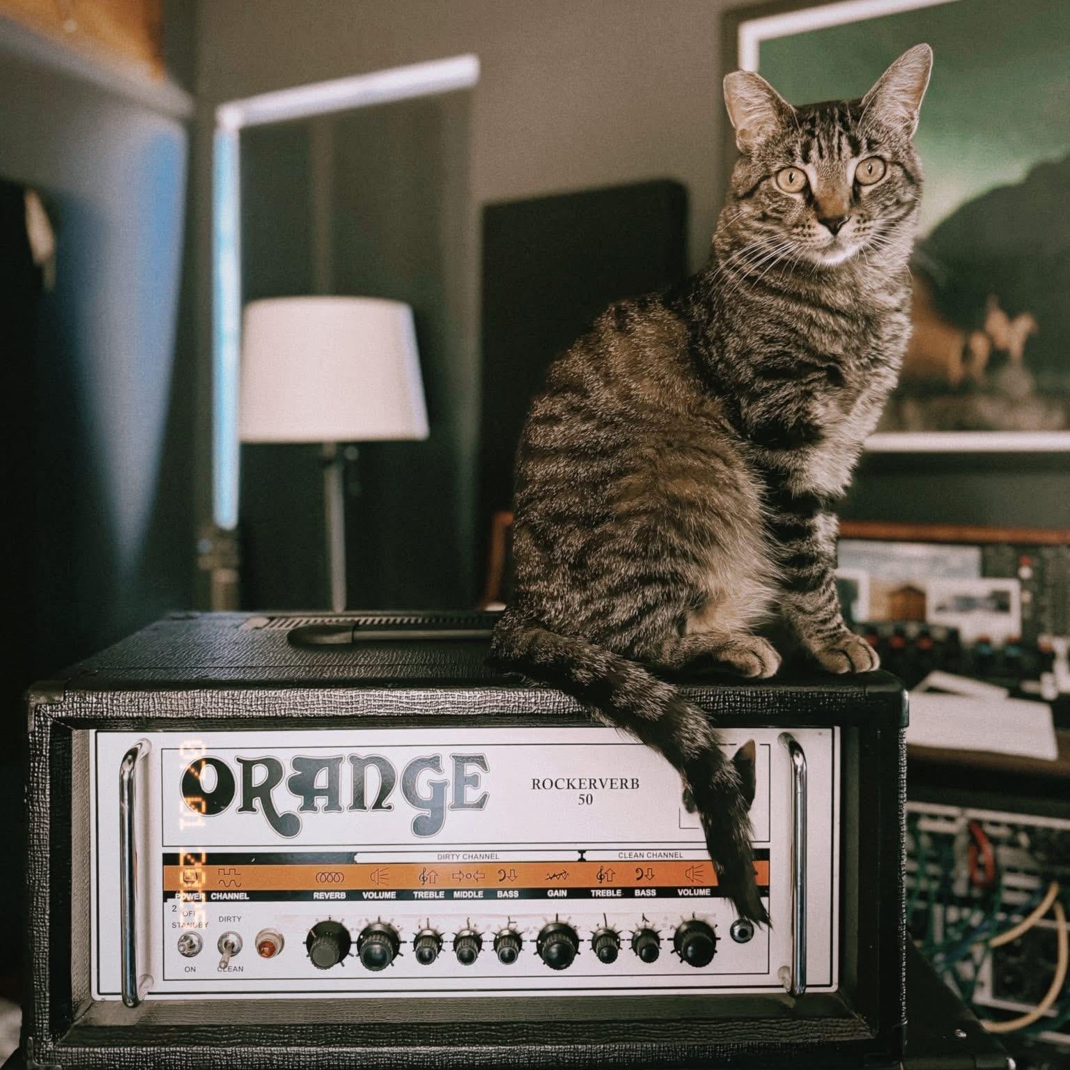 Enlarge Lana, a Adoptable Tabby in Littlerock, CA image 1/1